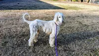 Angel, a female Afghan Hound for sale in Saint George, SC – Photo 1 of 3
