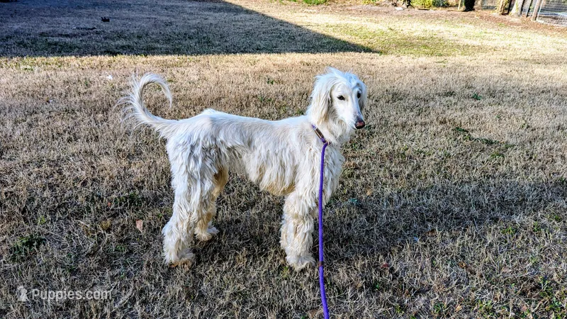 Angel baby – Afghan Hound puppy for sale in Saint George, SC