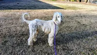 Angel baby, a male Afghan Hound for sale in Saint George, SC – 1 of 3