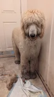 Amore, a female Afghan Hound for sale in Saint George, SC – 3 of 3