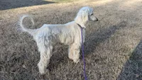 Angel baby, a male Afghan Hound for sale in Saint George, SC – 2 of 3