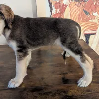 Domino, a female Afghan Hound for sale in Saint George, SC – Photo 4 of 4