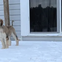 Domino, a female Afghan Hound for sale in Saint George, SC – Photo 3 of 4