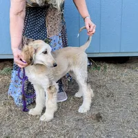 Domino, a female Afghan Hound for sale in Saint George, SC – Photo 2 of 4