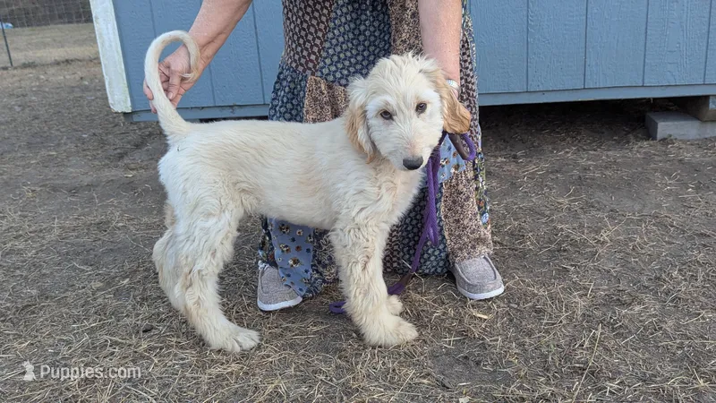 Big boy – Afghan Hound puppy for sale in Saint George, SC