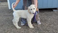 Big boy, a female Afghan Hound for sale in Saint George, SC – 2 of 2