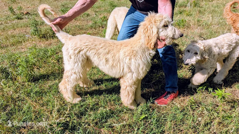 Big boy – Afghan Hound puppy for sale in Saint George, SC