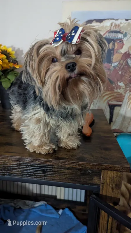 Jasmine – Yorkshire Terrier puppy for sale in Saint George, SC