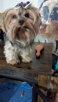 Jasmine, a female Yorkshire Terrier for sale in Saint George, SC – Photo 3 of 5