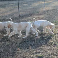 pup  2, a male Afghan Hound for sale in Saint George, SC – Photo 3 of 4