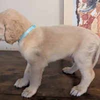pup  2, a male Afghan Hound for sale in Saint George, SC – Photo 4 of 4