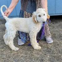 pup  2, a male Afghan Hound for sale in Saint George, SC – Photo 1 of 4