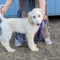 pup  2, a male Afghan Hound for sale in Saint George, SC – Photo 2 of 4