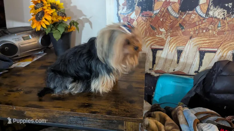 Sparkle and Shine – Yorkshire Terrier puppy for sale in Saint George, SC