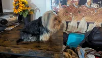 Sparkle and Shine, a female Yorkshire Terrier for sale in Saint George, SC – Photo 1 of 5