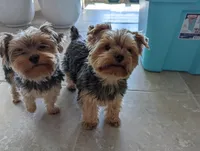 Sparkle and Shine, a female Yorkshire Terrier for sale in Saint George, SC – Photo 3 of 5