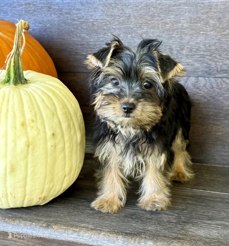 May – Yorkshire Terrier puppy for sale in Olive Hill, KY