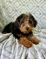 Lilly, a female Yorkipoo for sale in Olive Hill, KY – 5 of 7
