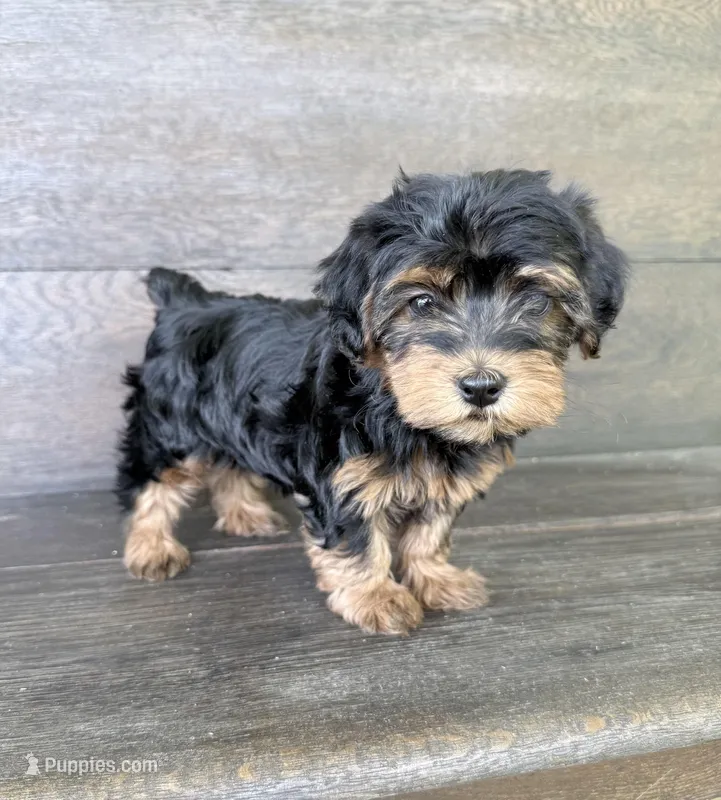 Lilly – Yorkipoo puppy for sale in Olive Hill, KY