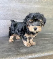 Lilly, a female Yorkipoo for sale in Olive Hill, KY – 1 of 4