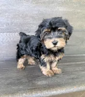 Lilly, a female Yorkipoo for sale in Olive Hill, KY – 3 of 4