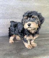 Lilly, a female Yorkipoo for sale in Olive Hill, KY – 4 of 4