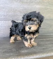 Lilly, a female Yorkipoo for sale in Olive Hill, KY – 2 of 4