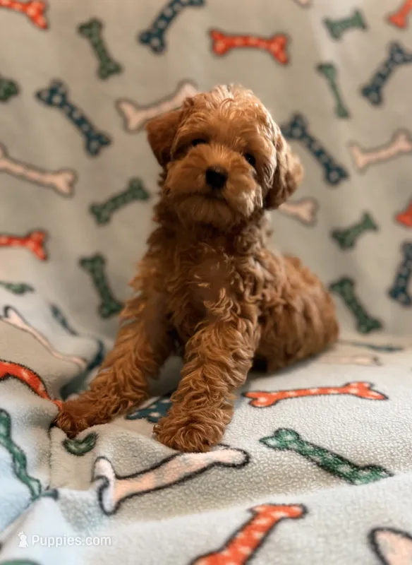 Toby – Yorkipoo puppy for sale in Olive Hill, KY