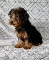 Lilly, a female Yorkipoo for sale in Olive Hill, KY – 6 of 7