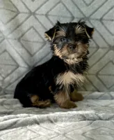 May, a female Yorkshire Terrier for sale in Olive Hill, KY – 2 of 3