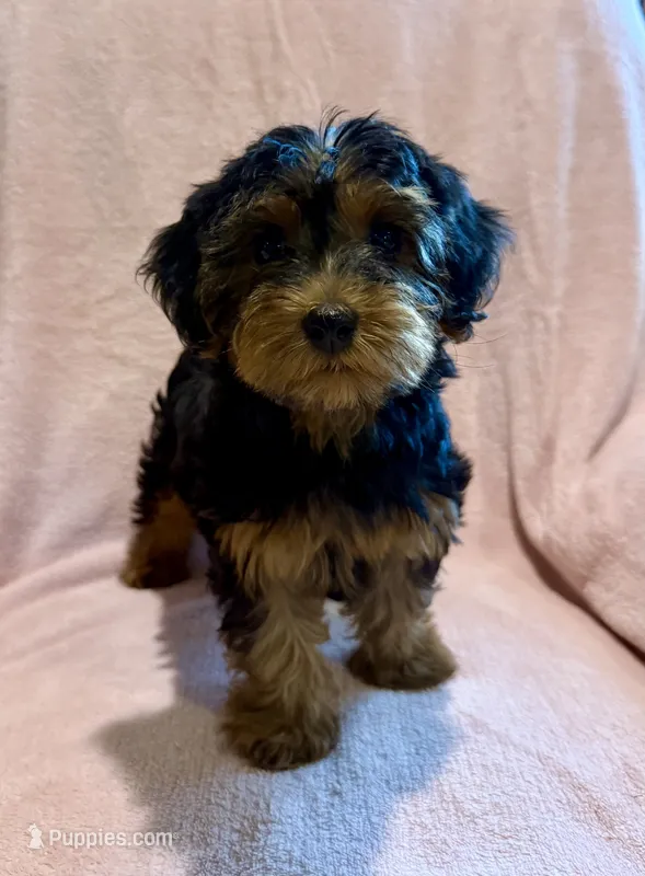 Lilly – Yorkipoo puppy for sale in Olive Hill, KY
