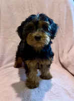 Lilly, a female Yorkipoo for sale in Westfield, IN – 2 of 3