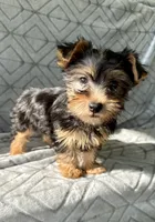 Mary Jane, a female Yorkshire Terrier for sale in Olive Hill, KY – 3 of 4