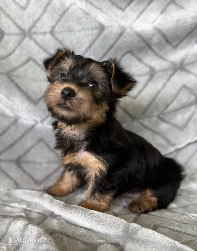 Mary Jane – Yorkshire Terrier puppy for sale in Olive Hill, KY