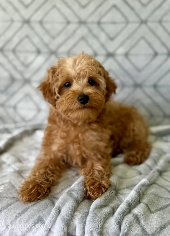 Toby – Yorkipoo puppy for sale in Olive Hill, KY