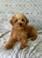 Toby, a male Yorkipoo for sale in Olive Hill, KY – 1 of 5