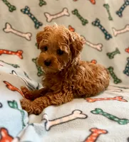 Toby, a male Yorkipoo for sale in Westfield, IN – 4 of 5