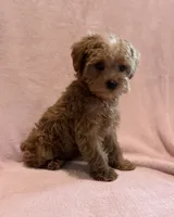 Daisy-Pending, a female Yorkipoo for sale in Olive Hill, KY – 3 of 6