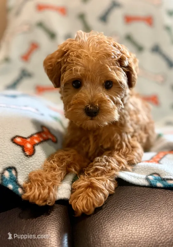 Toby – Yorkipoo puppy for sale in Westfield, IN