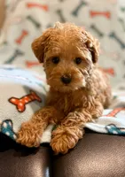 Toby, a male Yorkipoo for sale in Westfield, IN – 3 of 5