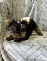Peter, a male Yorkshire Terrier for sale in Olive Hill, KY – 3 of 3
