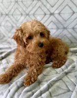 Toby, a male Yorkipoo for sale in Olive Hill, KY – 4 of 5