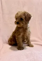 Daisy-Pending, a female Yorkipoo for sale in Olive Hill, KY – 5 of 6