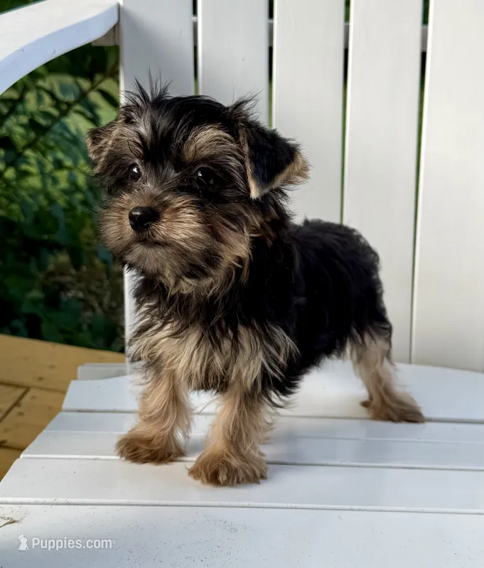 May – Yorkshire Terrier puppy for sale in Olive Hill, KY