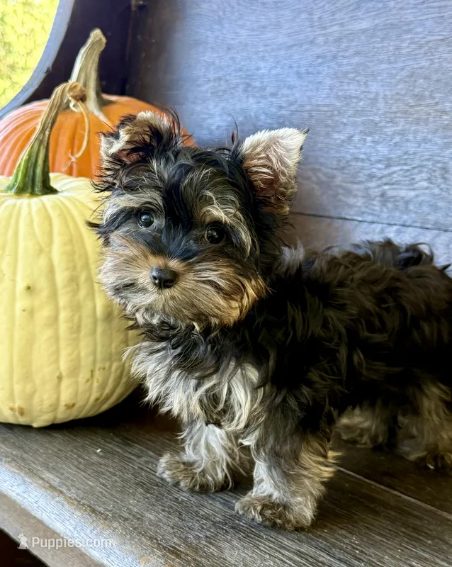 Peter Parker – Yorkshire Terrier puppy for sale in Olive Hill, KY