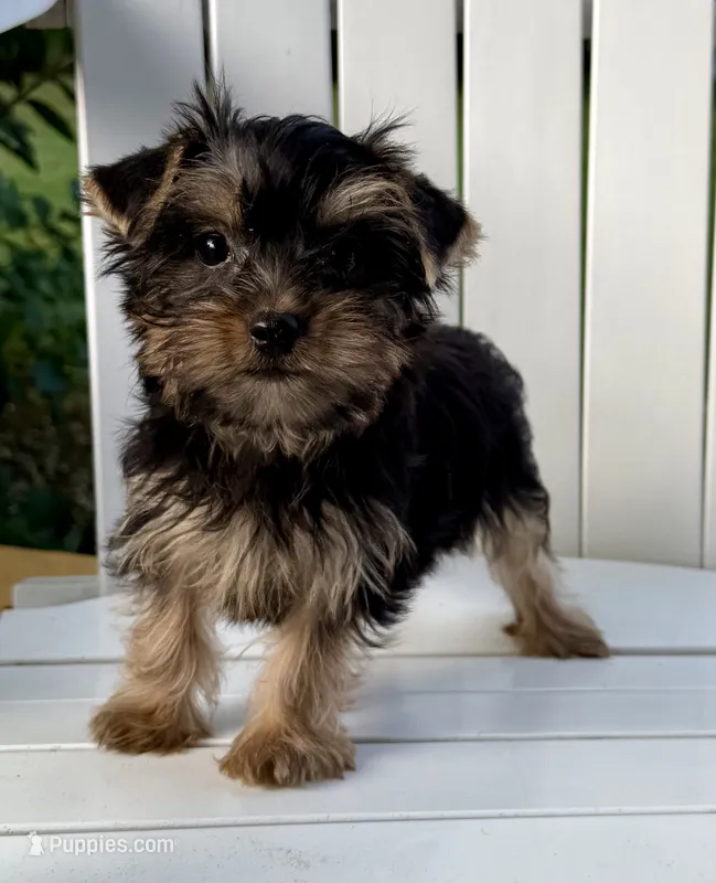 May – Yorkshire Terrier puppy for sale in Olive Hill, KY