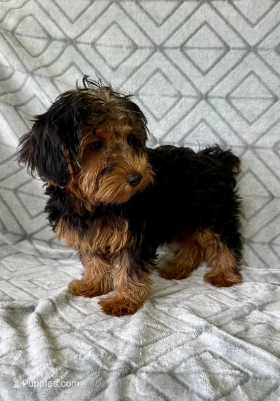 Lilly – Yorkipoo puppy for sale in Olive Hill, KY