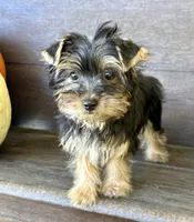 May, a female Yorkshire Terrier for sale in Westfield, IN – 2 of 4