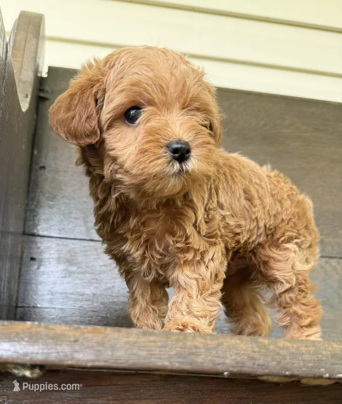 Toby – Yorkipoo puppy for sale in Olive Hill, KY