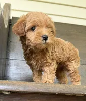 Toby, a male Yorkipoo for sale in Olive Hill, KY – 1 of 4